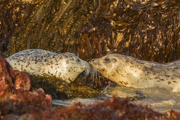 Oregon-Bandon Beach-harbor seals greeting and kelp